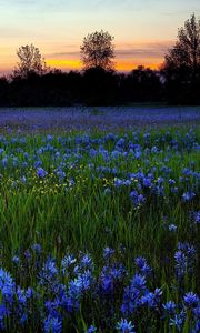 Preview wallpaper flowers, lawn, greenery, trees, sky, sunset, nature