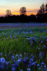 Preview wallpaper flowers, lawn, greenery, trees, sky, sunset, nature