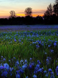 Preview wallpaper flowers, lawn, greenery, trees, sky, sunset, nature