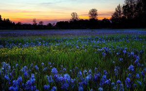 Preview wallpaper flowers, lawn, greenery, trees, sky, sunset, nature