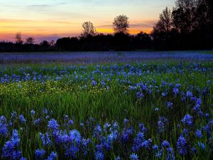 Preview wallpaper flowers, lawn, greenery, trees, sky, sunset, nature