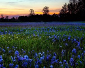 Preview wallpaper flowers, lawn, greenery, trees, sky, sunset, nature