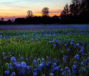 Preview wallpaper flowers, lawn, greenery, trees, sky, sunset, nature