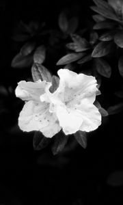 Preview wallpaper flowers, leaves, black and white