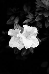 Preview wallpaper flowers, leaves, black and white