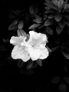 Preview wallpaper flowers, leaves, black and white