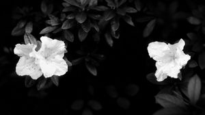 Preview wallpaper flowers, leaves, black and white