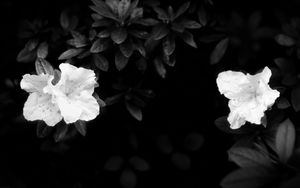 Preview wallpaper flowers, leaves, black and white