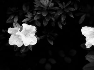 Preview wallpaper flowers, leaves, black and white