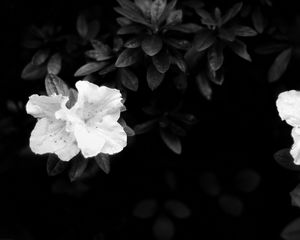 Preview wallpaper flowers, leaves, black and white