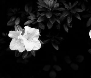 Preview wallpaper flowers, leaves, black and white