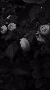 Preview wallpaper flowers, leaves, black and white, black