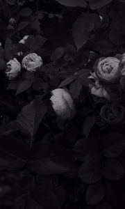 Preview wallpaper flowers, leaves, black and white, black