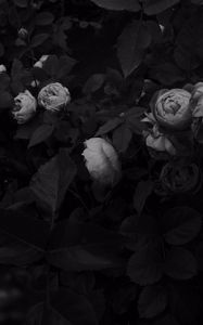 Preview wallpaper flowers, leaves, black and white, black