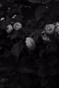 Preview wallpaper flowers, leaves, black and white, black