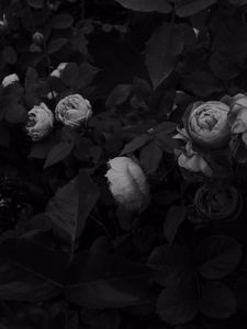 Preview wallpaper flowers, leaves, black and white, black