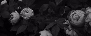 Preview wallpaper flowers, leaves, black and white, black
