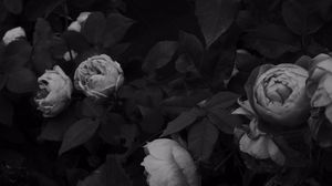 Preview wallpaper flowers, leaves, black and white, black