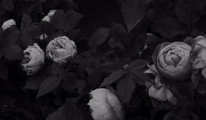 Preview wallpaper flowers, leaves, black and white, black