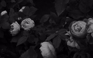 Preview wallpaper flowers, leaves, black and white, black