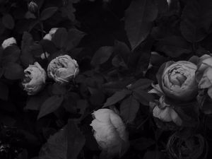 Preview wallpaper flowers, leaves, black and white, black