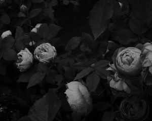 Preview wallpaper flowers, leaves, black and white, black