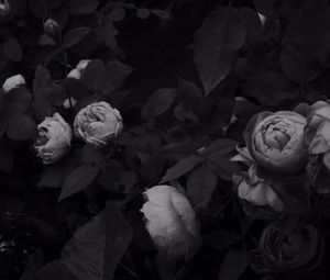 Preview wallpaper flowers, leaves, black and white, black