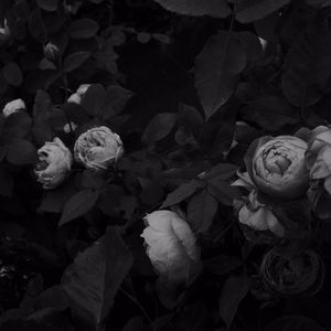 Preview wallpaper flowers, leaves, black and white, black