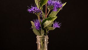 Preview wallpaper flowers, leaves, bottle, water