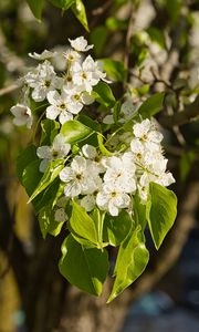 Preview wallpaper flowers, leaves, branch, flowering, white