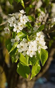 Preview wallpaper flowers, leaves, branch, flowering, white