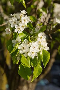 Preview wallpaper flowers, leaves, branch, flowering, white
