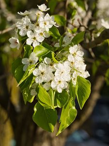 Preview wallpaper flowers, leaves, branch, flowering, white