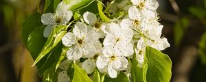 Preview wallpaper flowers, leaves, branch, flowering, white