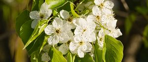 Preview wallpaper flowers, leaves, branch, flowering, white
