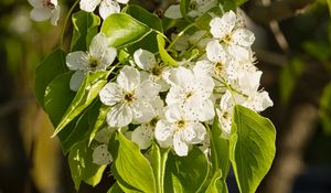 Preview wallpaper flowers, leaves, branch, flowering, white