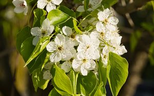 Preview wallpaper flowers, leaves, branch, flowering, white