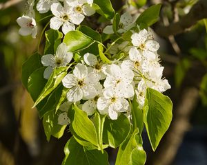 Preview wallpaper flowers, leaves, branch, flowering, white