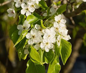 Preview wallpaper flowers, leaves, branch, flowering, white