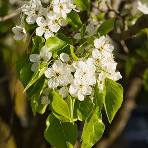 Preview wallpaper flowers, leaves, branch, flowering, white