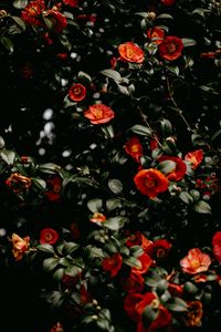 Preview wallpaper flowers, leaves, branches, macro