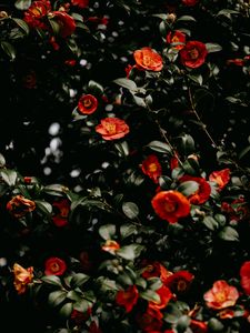 Preview wallpaper flowers, leaves, branches, macro