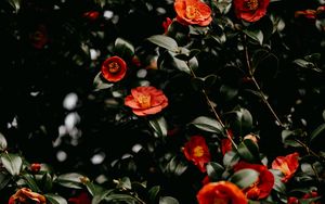 Preview wallpaper flowers, leaves, branches, macro