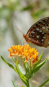 Preview wallpaper flowers, leaves, butterfly, wings, nature, macro