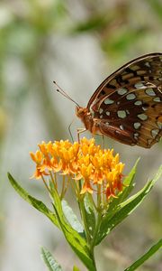 Preview wallpaper flowers, leaves, butterfly, wings, nature, macro