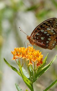 Preview wallpaper flowers, leaves, butterfly, wings, nature, macro