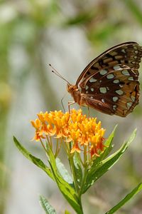 Preview wallpaper flowers, leaves, butterfly, wings, nature, macro