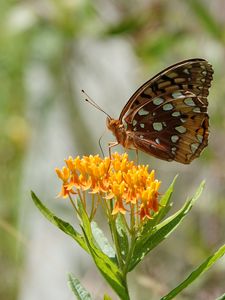 Preview wallpaper flowers, leaves, butterfly, wings, nature, macro
