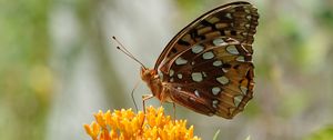 Preview wallpaper flowers, leaves, butterfly, wings, nature, macro