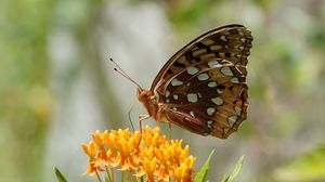 Preview wallpaper flowers, leaves, butterfly, wings, nature, macro